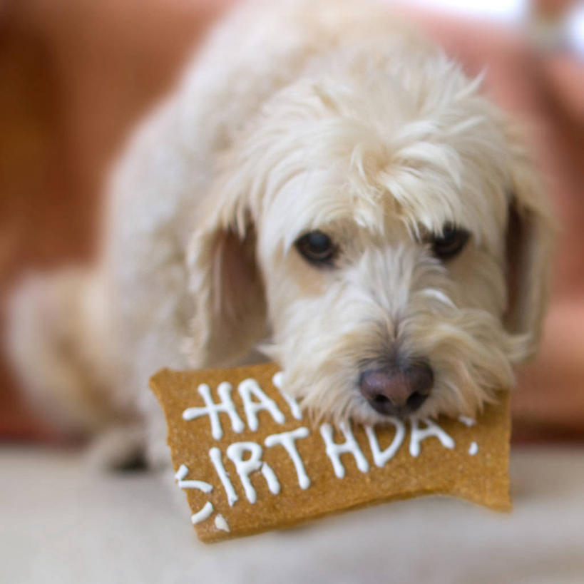 无人,躺,方图,室内,特写,白天,生日,宠物,狗,美国,庆祝,文字,摄影,叼着,加利福尼亚,肖像,彩图,蛋糕