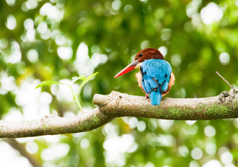 无人,横图,室外,白天,翠鸟,野生动物,新加坡,枝,首都,树,自然,摄影,栖息,新加坡市,彩图