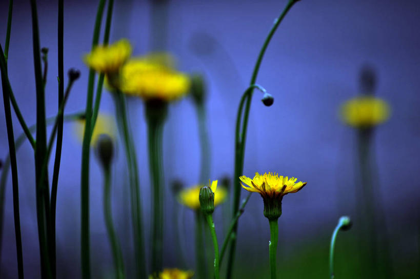 无人,横图,室外,白天,意大利,茎,花蕾,花,黄色,自然,摄影,脆弱,都灵,彩图