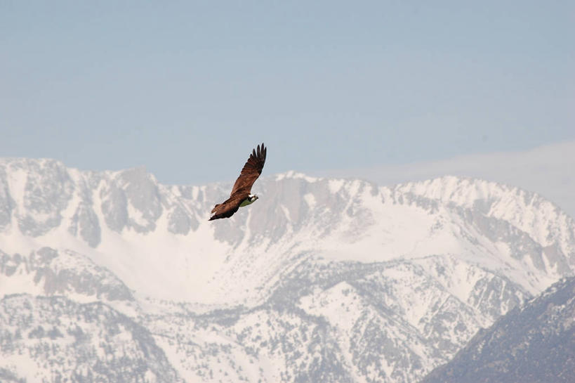 无人,横图,室外,白天,自由,美景,山,山脉,雪,雪山,野生动物,美国,鸟类,景观,山顶,冬天,半空,飞,天空,自然,景色,寒冷,摄影,北美,北美洲,加利福尼亚,自然风光,美洲,鱼鹰,加州,加利福尼亚州,金州,黄金州,北亚美利加洲,亚美利加洲,蒙罗湖,莫诺县,彩图,美利坚合众国