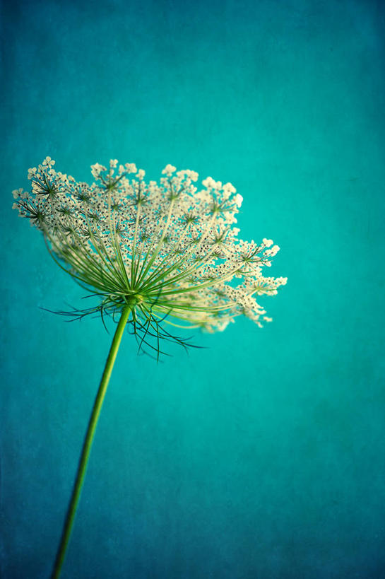 无人,竖图,室外,白天,仰视,德国,盛开,纹路,纹理,茎,花蕾,花,花瓣,花朵,鲜花,一朵,花苞,花蕊,摄影,生长,脆弱,清新,肌理,彩图,低角度拍摄,晕影