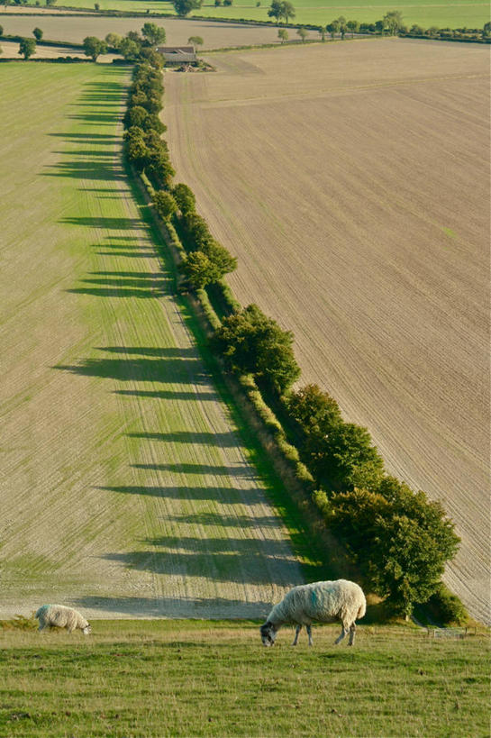 无人,竖图,室外,白天,农业,美景,山,英国,新西兰,阴影,景观,田地,树,风景,自然,动物,两只,家畜,景色,摄影,牲畜,灌木,宁静,自然风光,大洋洲,纽西兰,长白云之乡,新西兰南岛,马尔堡,马尔堡区,绵羊,步行,彩图,南岛