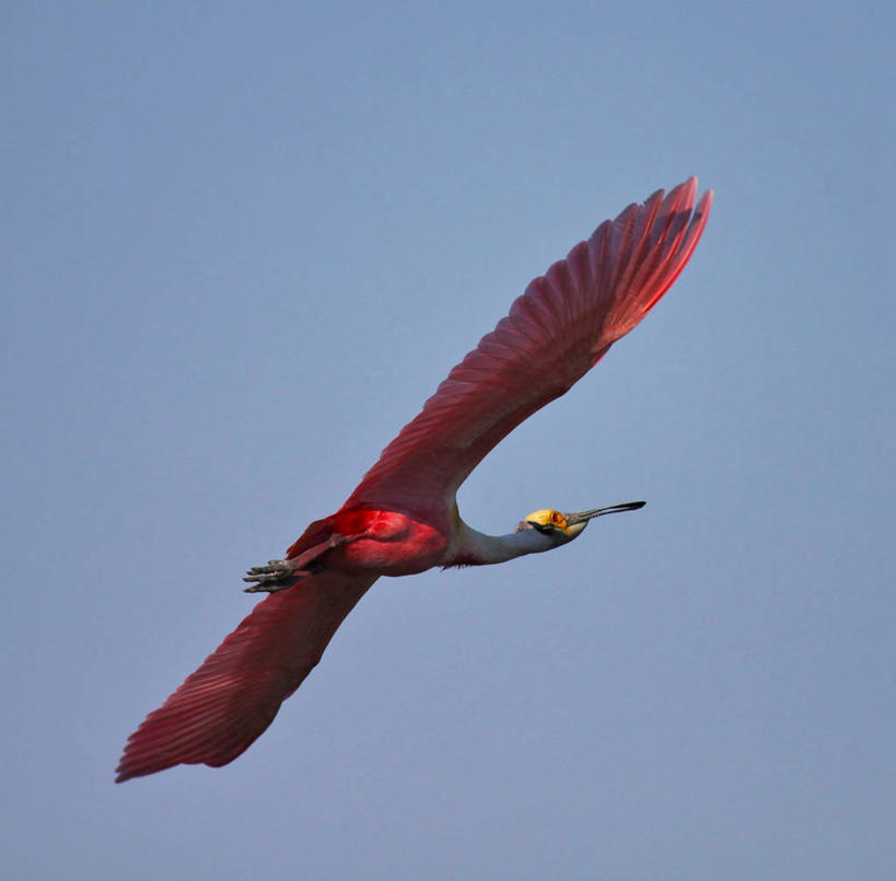 无人,横图,室外,特写,白天,鸟,野生动物,美国,鸟类,半空,飞,动物,摄影,德克萨斯,琵鹭,万里无云,粉红琵鹭,玫瑰琵鹭,彩图