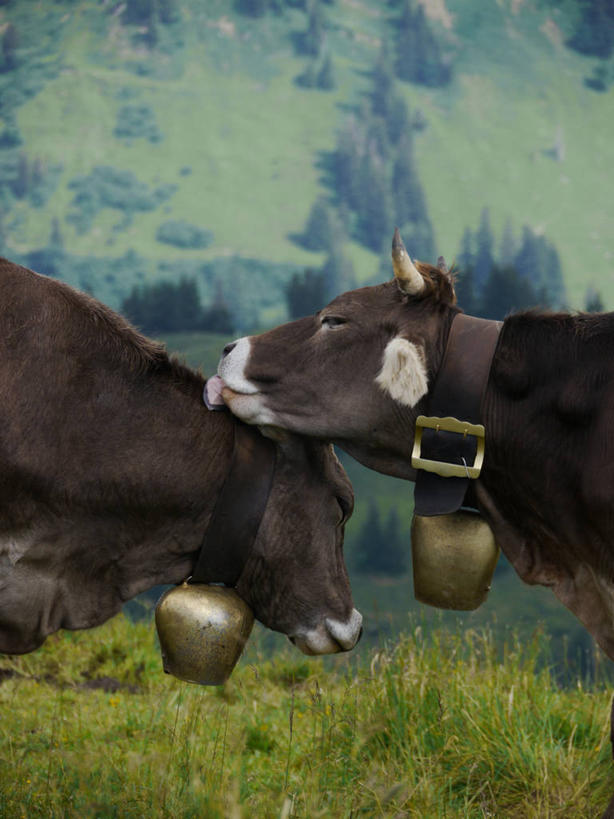 无人,站,竖图,室外,特写,白天,侧面,美景,山,德国,景观,草,自然,动物,两只,家畜,景色,舔,摄影,牲畜,食草动物,自然风光,身份,母牛,巴伐利亚,牛铃,彩图,爱,家牛