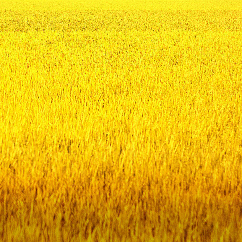 无人,方图,室外,白天,背景,农业,农作物,美景,日本,景观,田地,黄色,自然,景色,摄影,生长,自然风光,枥木县,彩图,全画面,全框架,全帧,全画幅