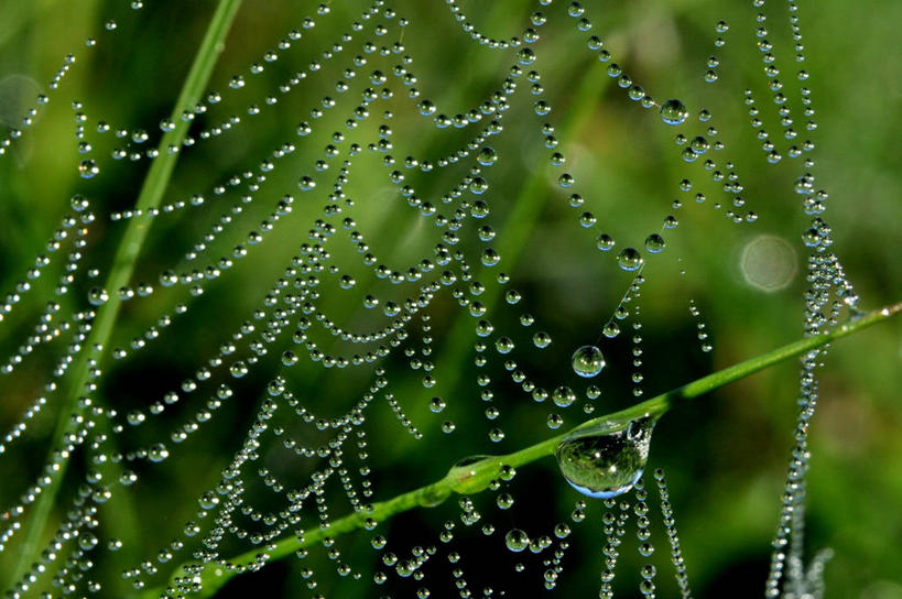 无人,横图,室外,特写,白天,水,美国,蜘蛛网,水滴,草,自然,摄影,脆弱,缅因州,彩图