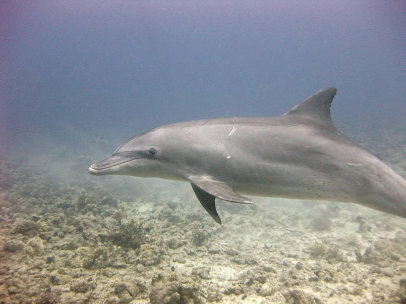 游泳,无人,横图,水下,海洋,哺乳动物,海豚,野生动物,动物,摄影,红海,彩图