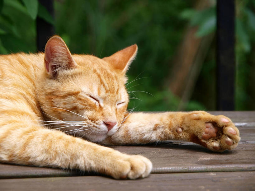 无人,躺,横图,室外,特写,白天,宠物,猫,台湾,小路,家畜,放松,摄影,闭着眼睛,彩图,小睡