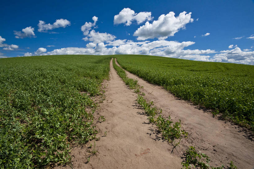无人,横图,室外,白天,美景,美国,景观,云,草,天空,自然,景色,摄影,生长,宁静,自然风光,华盛顿州,帕卢斯,彩图