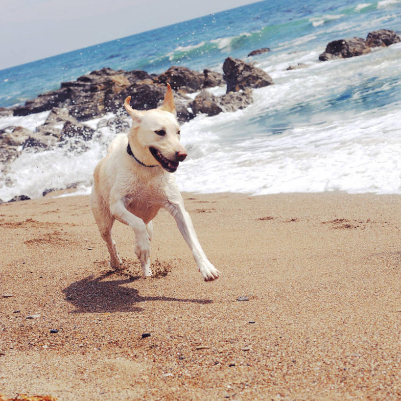 无人,跑,方图,室外,白天,海浪,海洋,宠物,狗,美国,阴影,自然,家畜,摄影,太平洋,加利福尼亚,寻回犬,拉布拉多犬,海滩,岩石,彩图,纯种犬