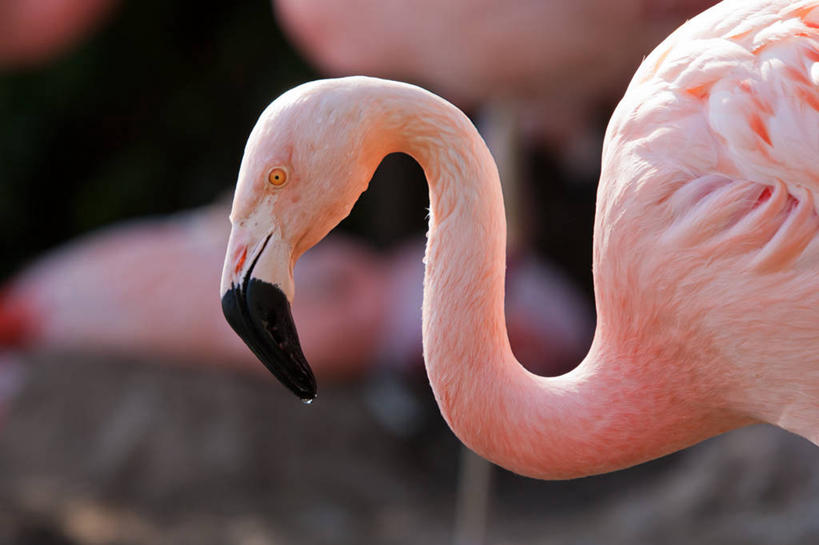 无人,横图,室外,特写,白天,野生动物,肯尼亚,三只,火烈鸟,鸟类,动物,摄影,纳库鲁,彩图