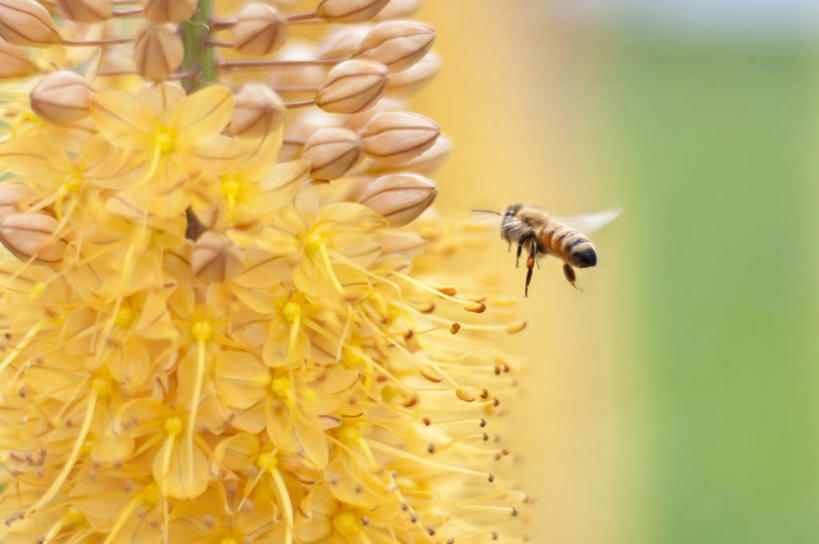 无人,横图,室外,特写,白天,野生动物,蜜蜂,纽约,美国,昆虫,花蕾,盘旋,花,黄色,摄影,花粉,授粉,彩图