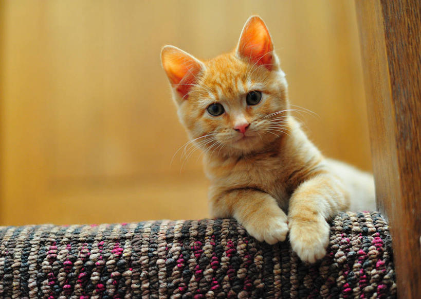 无人,横图,室内,地毯,宠物,猫,英国,小猫,动物,家畜,可爱,摄影,肖像,猫咪,彩图,好奇心