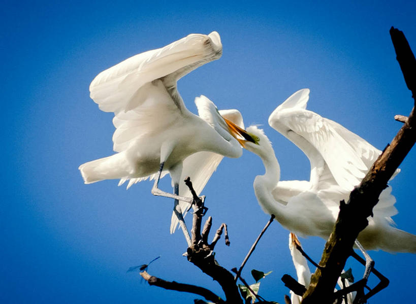 无人,横图,室外,白天,仰视,树林,白鹭,鸟,野生动物,孟加拉国,亚洲,鸟类,枝,天空,自然,动物,两只,摄影,水禽,南亚,喂养,孟加拉人民共和国,彩图,低角度拍摄,达卡区