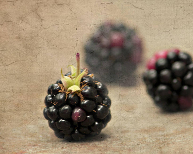 无人,横图,特写,浆果,水果,澳大利亚,串,饮食,三个,摄影,清新,健康食物,墨尔本,肌理,黑刺莓,彩图