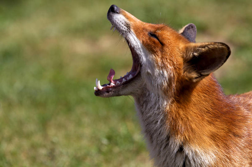 无人,横图,室外,白天,侧面,野生动物,英国,打哈欠,张嘴,摄影,张大嘴巴,张开嘴,红狐,彩图