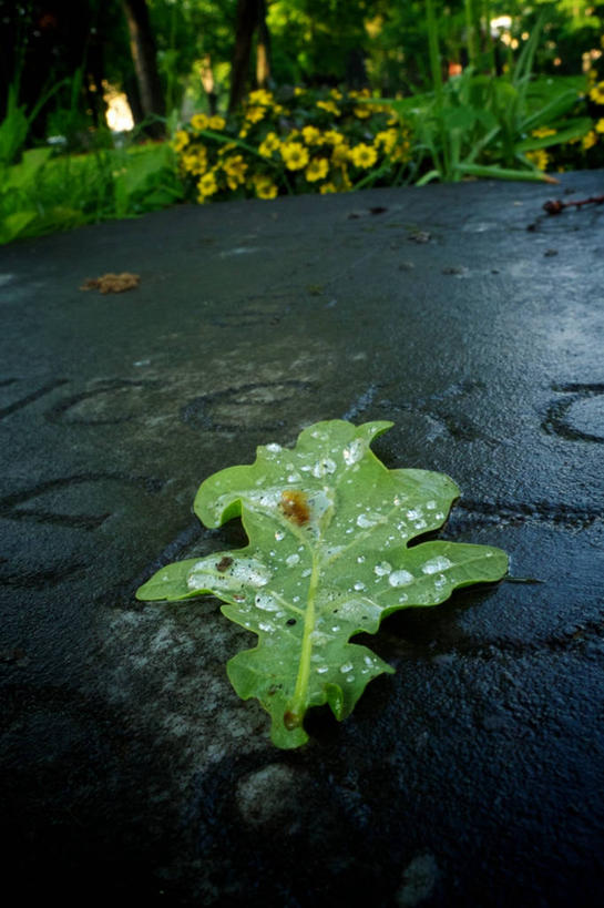 无人,竖图,室外,特写,白天,叶子,挪威,湿,水滴,摄影,脆弱,清新,彩图