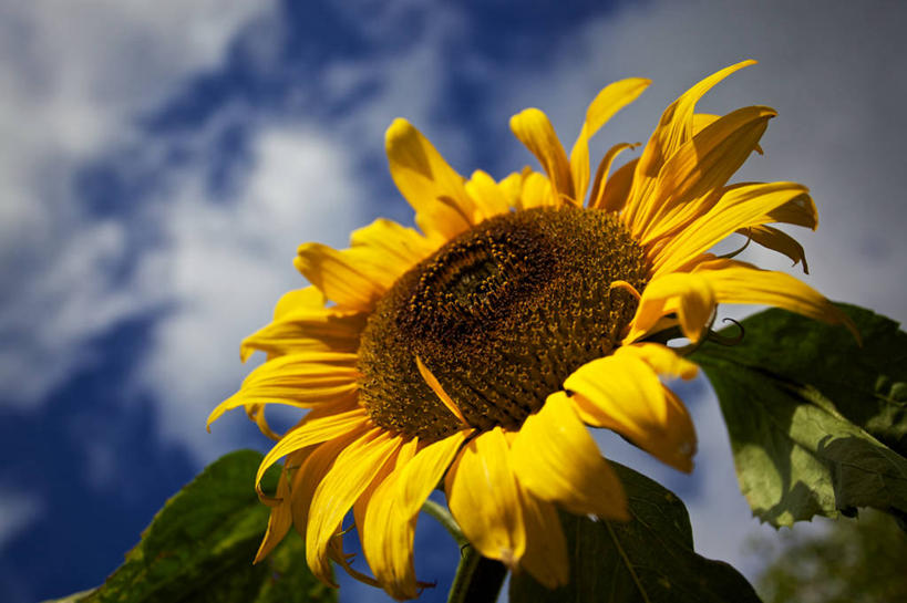 无人,横图,室外,特写,白天,向日葵,爱尔兰,盛开,云,花蕾,花,花瓣,花朵,鲜花,一朵,黄色,自然,夏天,花苞,花蕊,摄影,彩图,高维郡