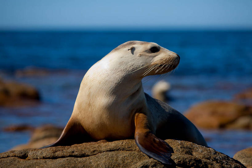 无人,横图,室外,特写,白天,海洋,海豹,野生动物,澳大利亚,岛,摄影,南澳大利亚,岩石,彩图