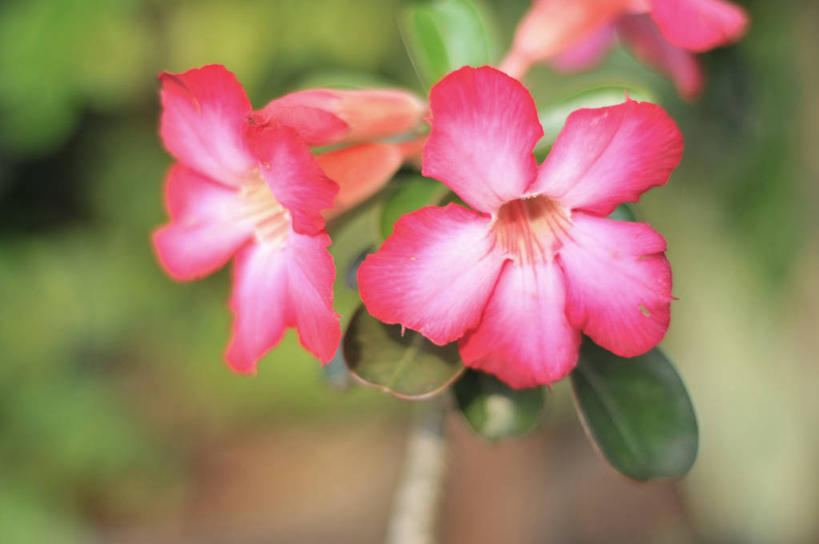 无人,横图,室外,特写,白天,美景,叶子,印度尼西亚,柬埔寨,日本,景观,首都,花,花瓣,粉色,自然,景色,摄影,脆弱,清新,自然风光,雅加达,彩图