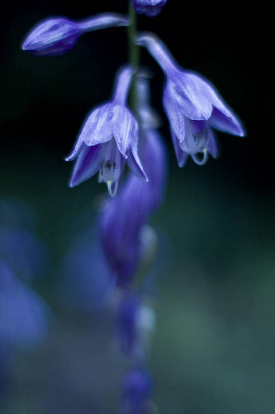无人,竖图,室外,特写,白天,上海,野花,花,蓝色,夏天,摄影,生长,脆弱,清新,彩图