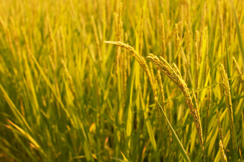 无人,横图,室外,白天,农业,美景,日本,亚洲,稻田,景观,自然,景色,摄影,生长,宁静,自然风光,东亚,本州,本州岛,日本国,中部地方,新潟,新潟县,彩图