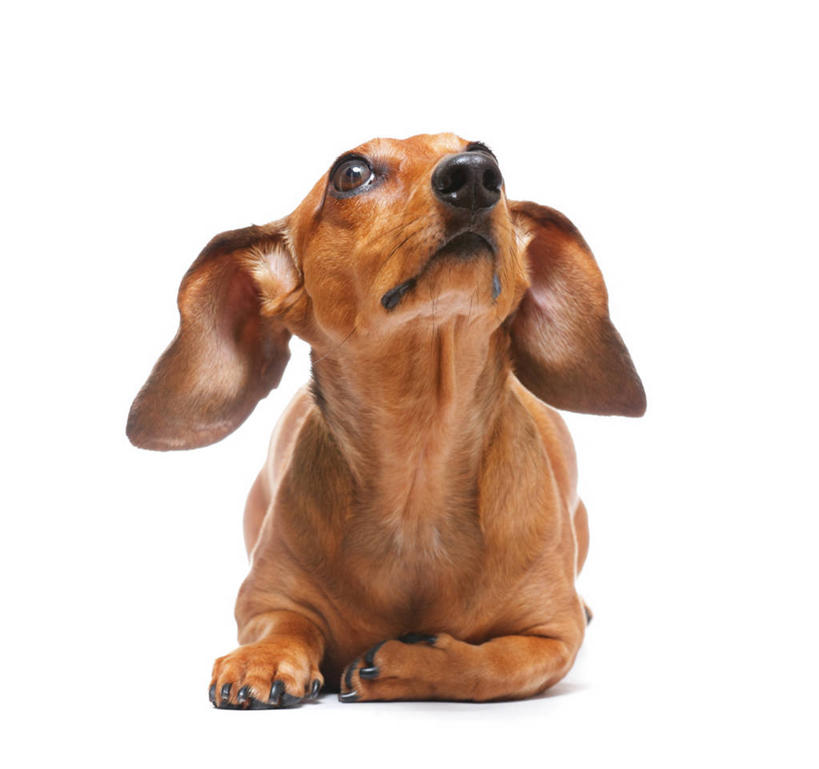 无人,躺,横图,白色背景,正面,宠物,狗,香港,褐色,向上看,家畜,摄影,德国猎犬,彩图,影棚拍摄,好奇心