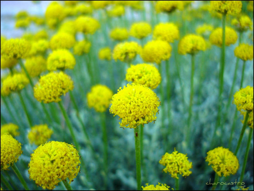 无人,横图,室外,白天,西班牙,茎,花,黄色,自然,摄影,生长,脆弱,清新,阿利坎特,彩图