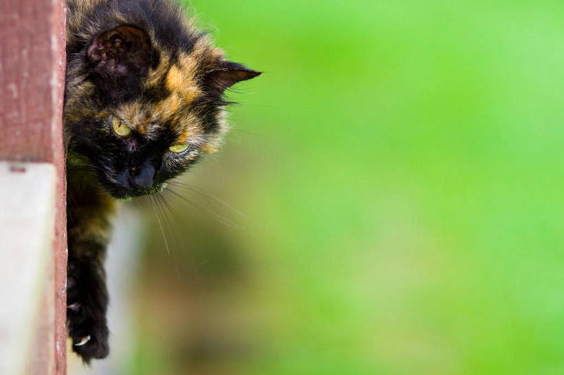 无人,栏杆,横图,室外,特写,白天,宠物,猫,美国,伸展,木制,家畜,摄影,肯塔基州,彩图,门廊