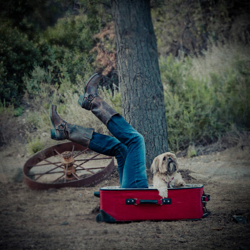 腿,一个人,方图,室外,白天,宠物,狗,手提箱,美国,小的,靴子,树干,车轮,家畜,摄影,幽默,部分,加利福尼亚,四肢,彩图,哈叭狗