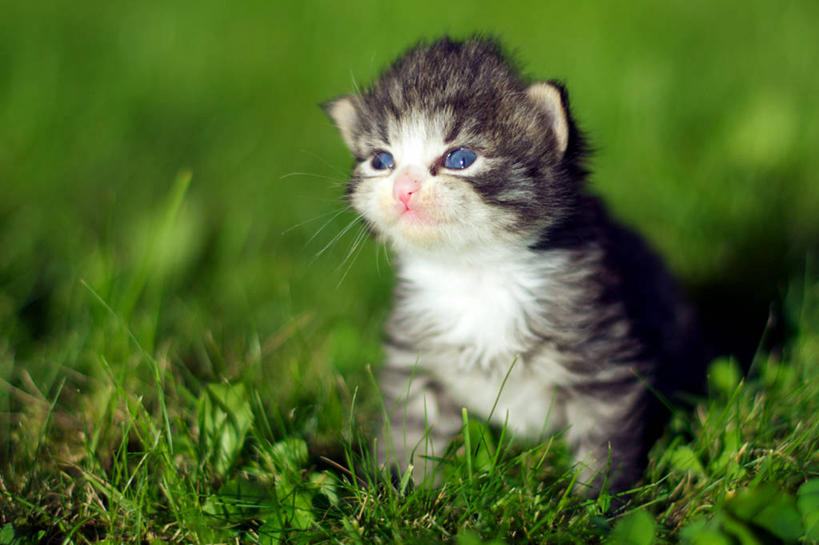 无人,横图,室外,白天,猫,挪威,小猫,草,绿色,白色,灰色,自然,动物,家畜,摄影,肖像,彩图