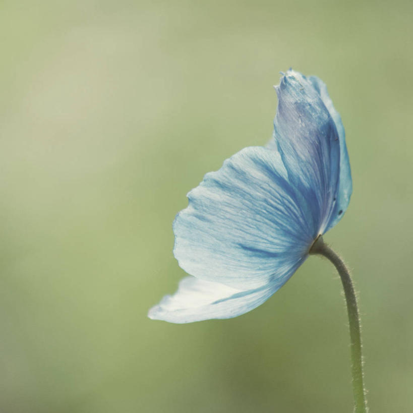 无人,方图,室外,特写,白天,留白,植物,罂粟,英国,盛开,草药,花蕾,中药,花,花瓣,花朵,鲜花,一朵,蓝色,自然,花苞,花蕊,摄影,毒品,脆弱,清新,药材,中草药,中药材,本草,止痛,镇静,安眠,萨里市,罂粟花,米囊花,彩图,蓝罂粟