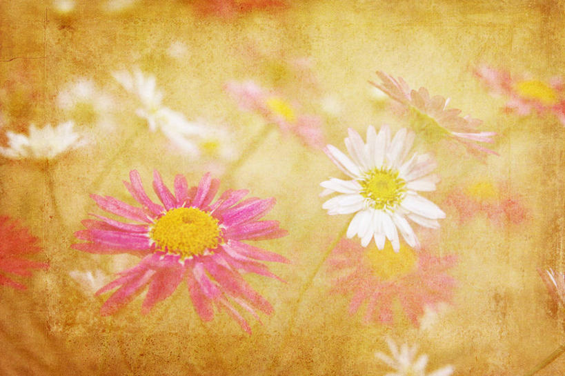 无人,横图,室外,英国,纹路,纹理,庭院,雏菊,花,花瓣,摄影,脆弱,雄蕊,清新,肌理,波克夏,彩图