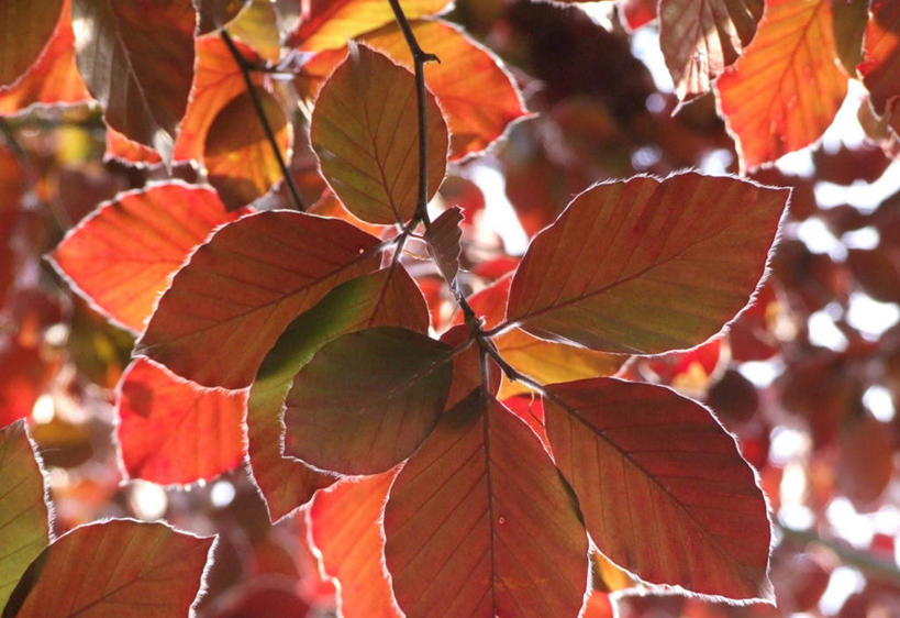 无人,横图,室外,特写,白天,叶子,英国,茎,树,自然,摄影,生长,清新,改变,威尔士,山毛榉树,彩图,斯旺西市