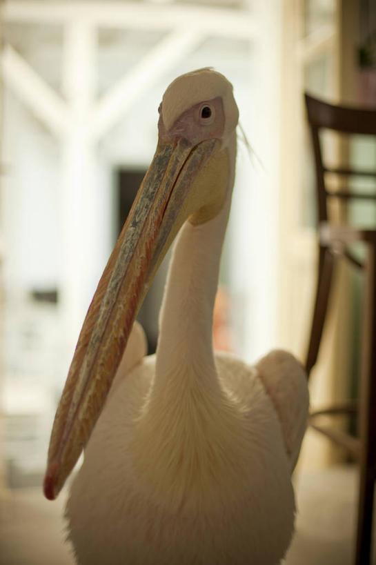 无人,竖图,室内,白天,野生动物,希腊,白色,摄影,部分,喙,鹈鹕,米克诺斯岛,步行,彩图