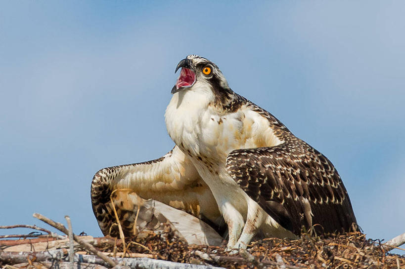 无人,横图,室外,白天,野生动物,美国,鸟类,鸟巢,云,天空,动物,向上看,张嘴,摄影,张大嘴巴,鱼鹰,纽约州,张开嘴,彩图