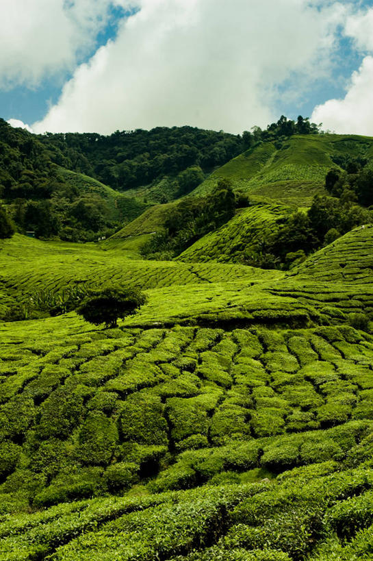 无人,竖图,室外,白天,农业,美景,山,马来西亚,亚洲,地形,景观,田地,云,绿色,风景,天空,自然,景色,摄影,东南亚,生长,宁静,自然风光,马来西亚联邦,彭亨州,彭亨,金马仑高原,彩图