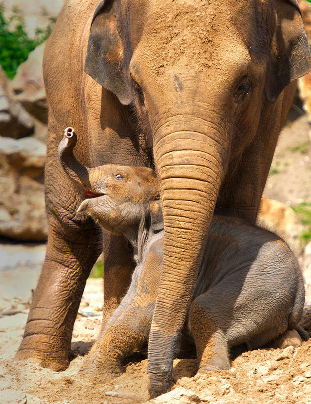 无人,竖图,室外,白天,野生动物,英国,动物,两只,摄影,关爱,象,彩图