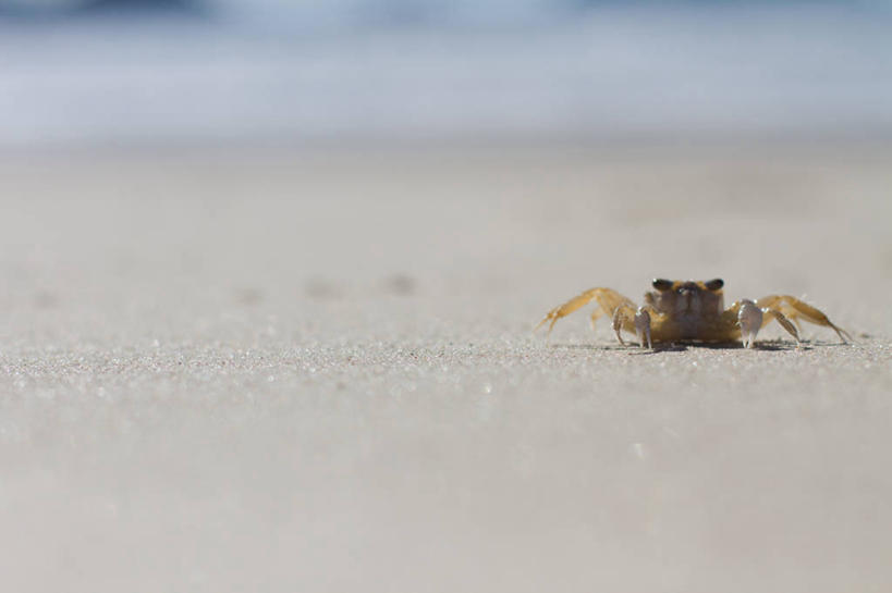 无人,横图,室外,特写,白天,巴西,螃蟹,沙子,动物,摄影,海滩,彩图