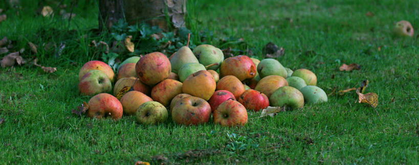 无人,横图,全景,室外,白天,苹果,梨,水果,比利时,许多,很多,饮食,草,树干,摄影,园林,清新,苹果树,健康食物,彩图