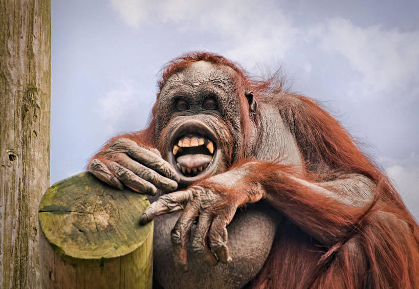 无人,动物园,横图,室外,特写,白天,哺乳动物,野生动物,英国,天空,动物,摄影,猿,出示,灵长目,苏门答腊猩猩,布莱克浦,兰开夏,彩图,脊椎动物亚门