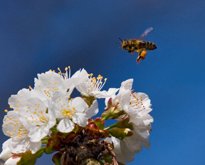 无人,横图,室外,特写,白天,野生动物,蜜蜂,西班牙,茎,飞,花,花瓣,花朵,天空,自然,摄影,雄蕊,清新,花粉,授粉,阿拉瓦省,彩图