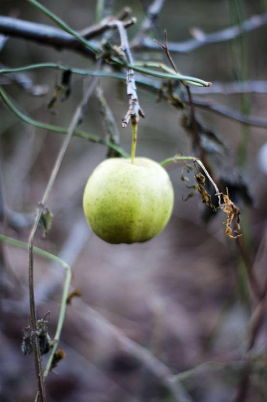 无人,竖图,室外,特写,白天,水果,英国,枝,饮食,自然,青苹果,摄影,生长,清新,苹果树,健康食物,彩图