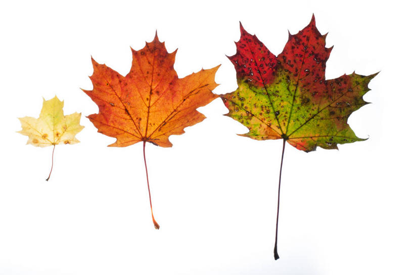 无人,横图,白色背景,叶子,德国,枫叶,三个,摄影,影棚,多样,脆弱,摄影棚,改变,叶脉,秋天,彩图,影棚拍摄,拍摄