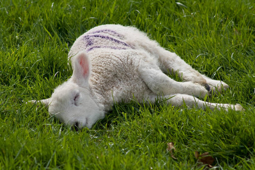 无人,躺,横图,室外,英国,黎明,草,动物,休息,放松,摄影,牲畜,伍斯特郡,绵羊,闭着眼睛,睡觉,彩图