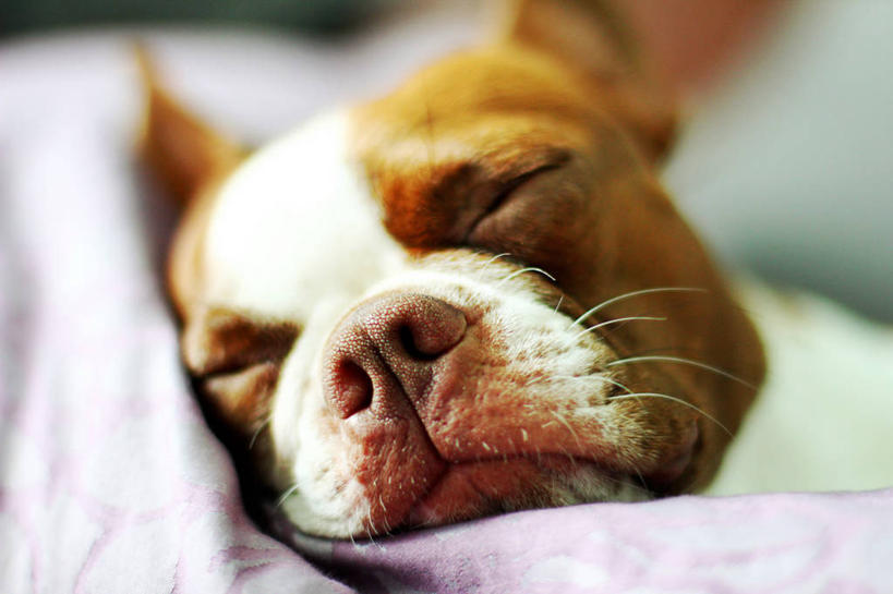 无人,横图,室内,特写,白天,宠物,狗,美国,小的,枕头,家畜,放松,摄影,部分,德克萨斯,睡觉,彩图,宠物床,波士顿猎犬,麦金尼