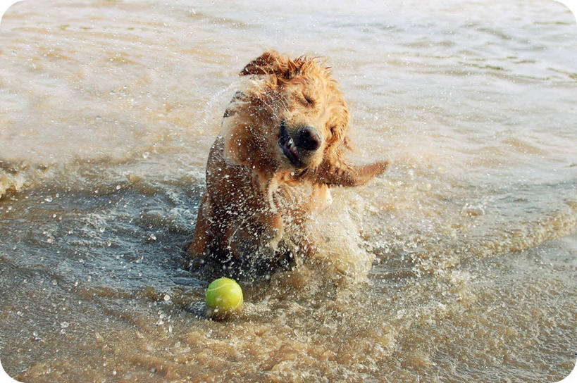 无人,站,横图,室外,白天,运动,网球,水,宠物,美国,湿,溅,动物,家畜,摄影,金毛寻回犬,维吉尼亚,彩图