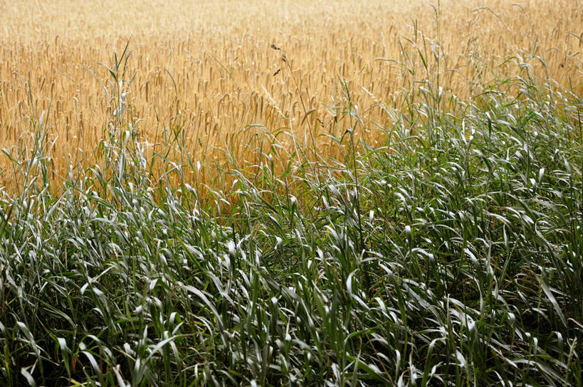 无人,横图,室外,白天,英国,田地,草,绿色,自然,摄影,生长,清新,反差,约克郡,彩图