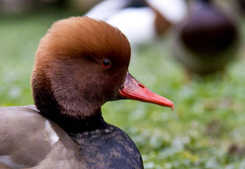 无人,横图,室外,白天,野生动物,德国,鸟类,鸭子,摄影,喙,法兰克福,红头潜鸭,黑森州,彩图
