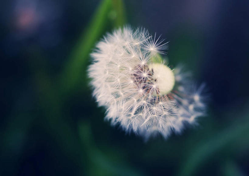 无人,横图,室外,特写,白天,美景,蒲公英,美国,盛开,景观,种子,花蕾,花,花瓣,花朵,鲜花,一朵,自然,花苞,花蕊,景色,摄影,脆弱,清新,自然风光,内华达州,柔和,里诺,彩图
